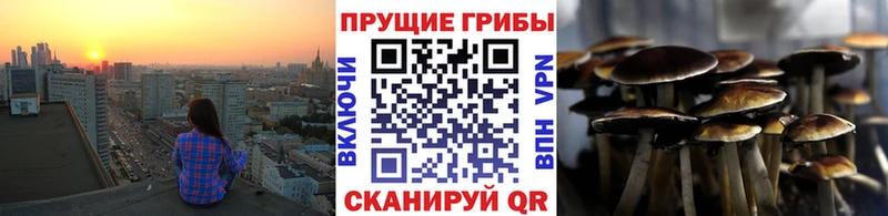 Псилоцибиновые грибы Psilocybe  сколько стоит  блэк спрут tor  Катайск 